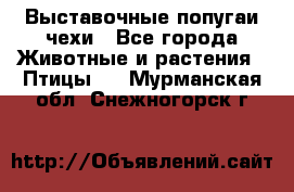 Выставочные попугаи чехи - Все города Животные и растения » Птицы   . Мурманская обл.,Снежногорск г.